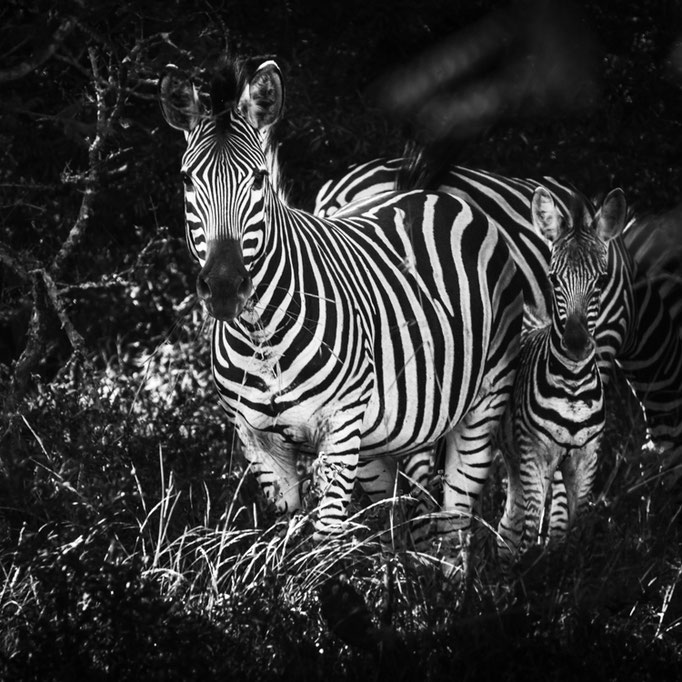 Zebras at Moditlo Wildlife Estate