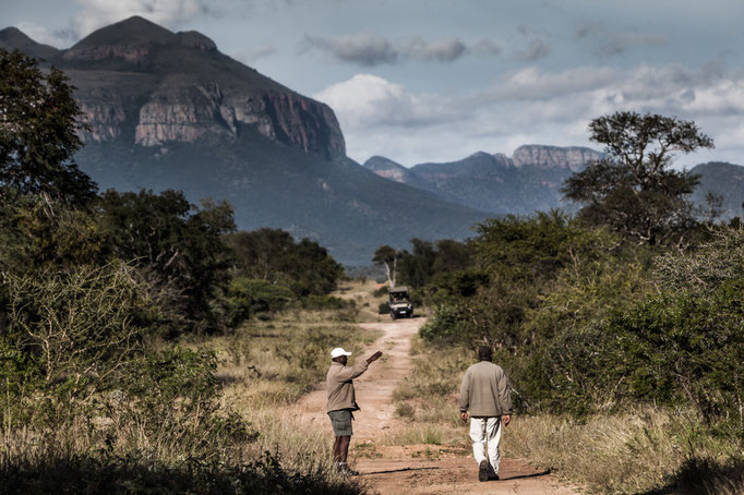 Safari at Moditlo Wildlife Estate