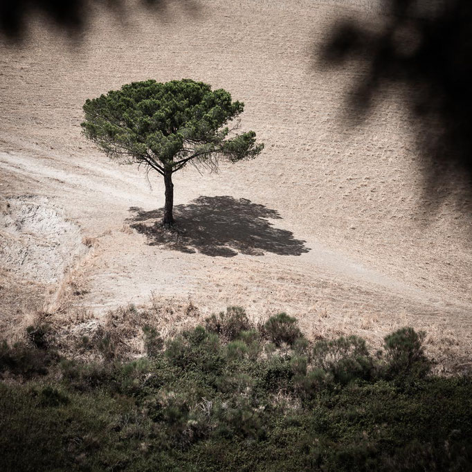 Lonely tree Tuscany