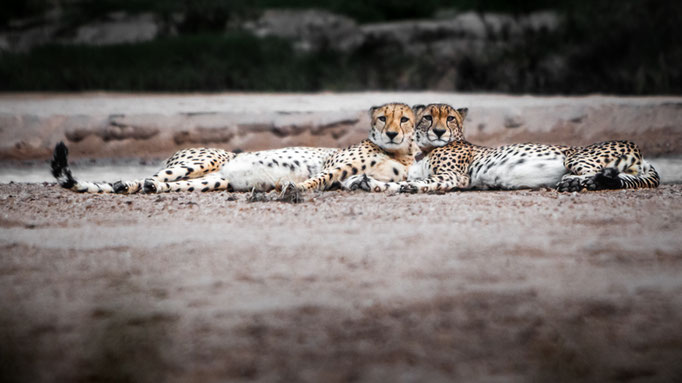 Cheetah brothers at Moditlo Wildlife Estate