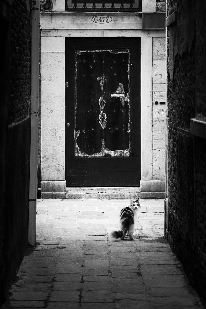 Venitian Cat