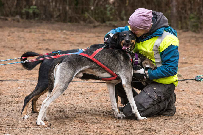 Kuscheln mit dem Musher