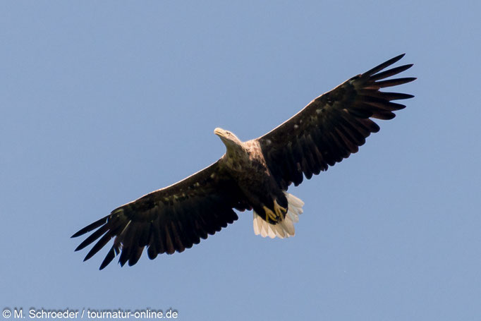 Seeadler