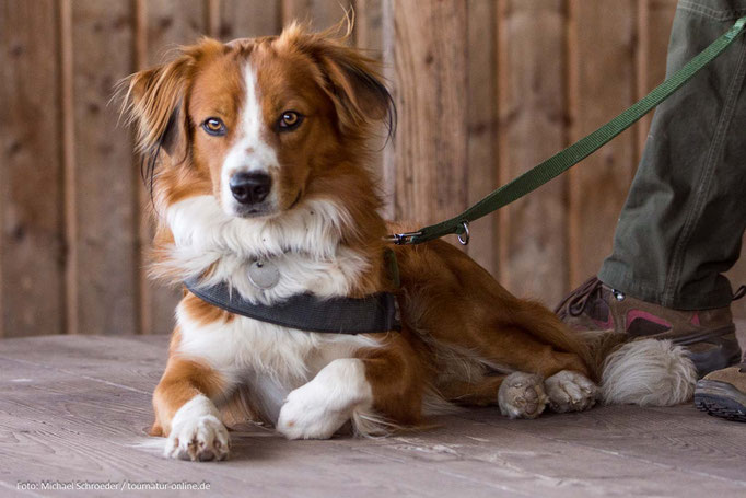 In den Beobachtungsstationen sind Hunde erlaubt.