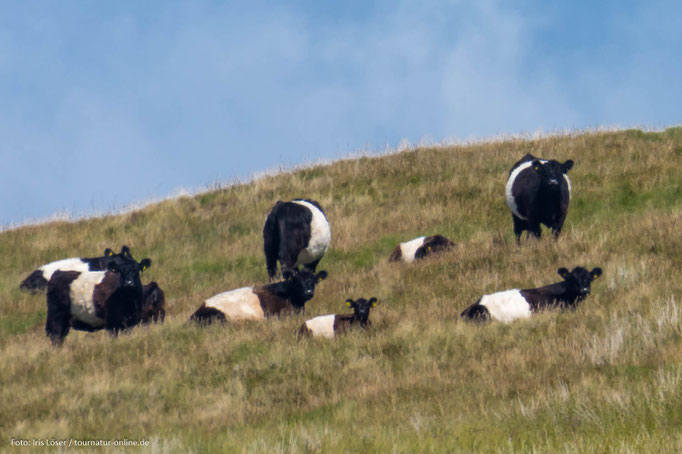 Galloway Rinder in ihrem typischen Gewand. 