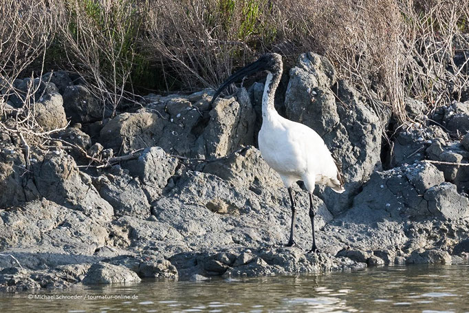 Heiliger Ibis