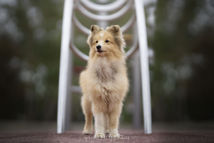 Occitanie : Seance photos Shetland canine Portet-sur-Garonne