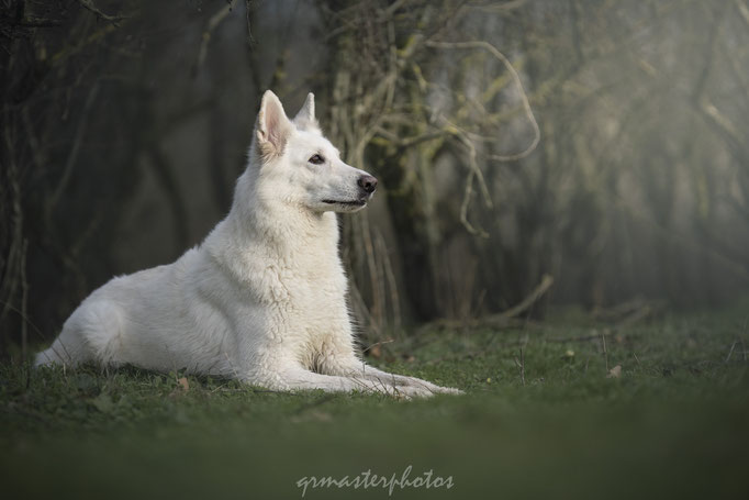  Auvergne-Rhône-Alpes : photos canin Berger Blanc Suisse au Parc de la Feyssine