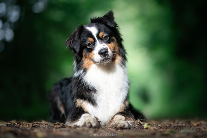  Auvergne-Rhône-Alpes : Photos canin Berger Americain à La Tour-du-Pin 