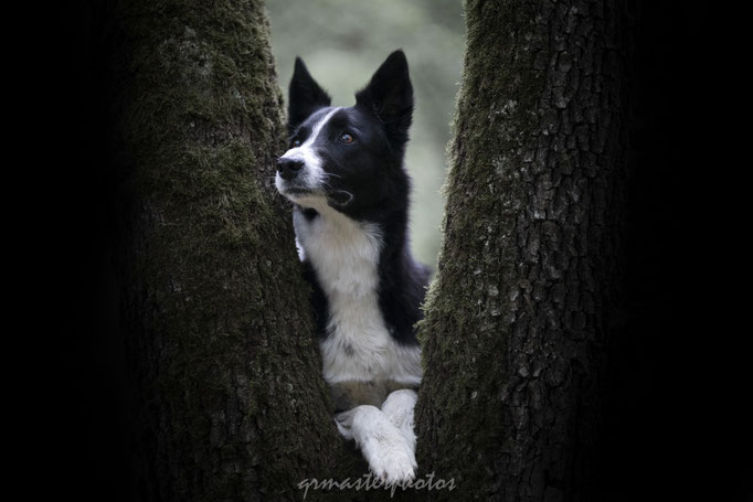 Photographe canin toulousain