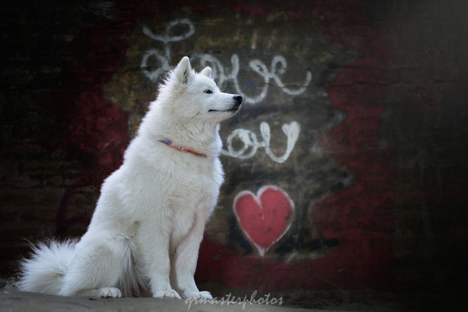 photographe canin albi
