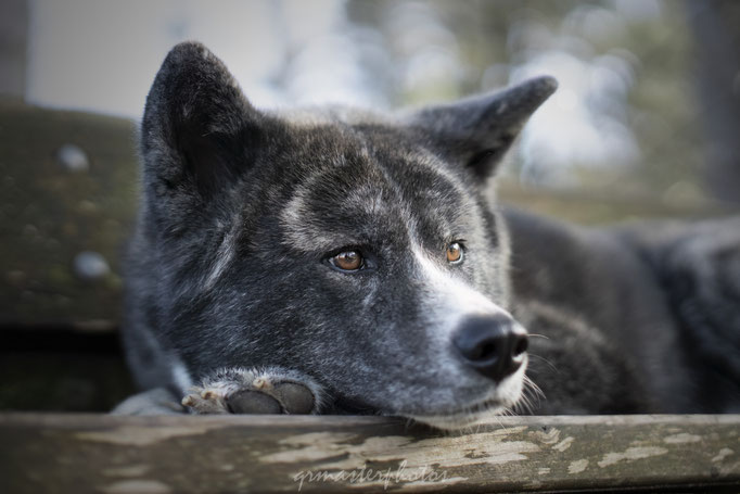 Auvergne-Rhône-Alpes : photos canin Akita au Parc de Fallavier