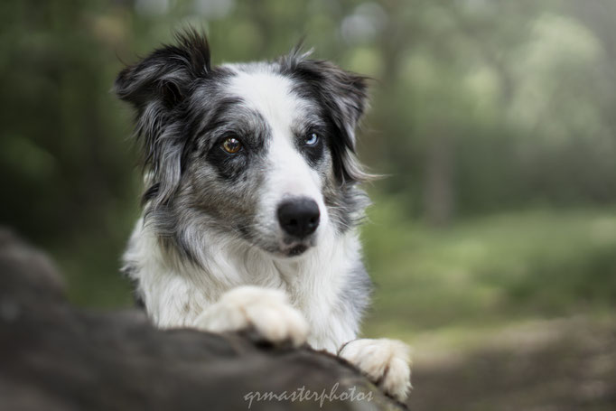 toulouse photographe canin