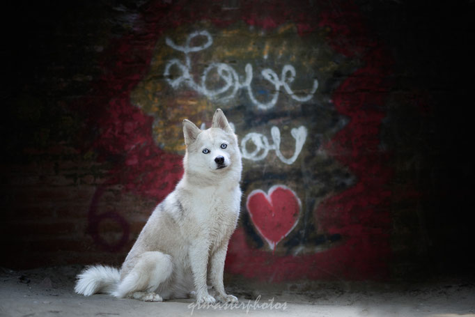 Occitanie : Seance photos canine Splitz au Parc des quinze sols