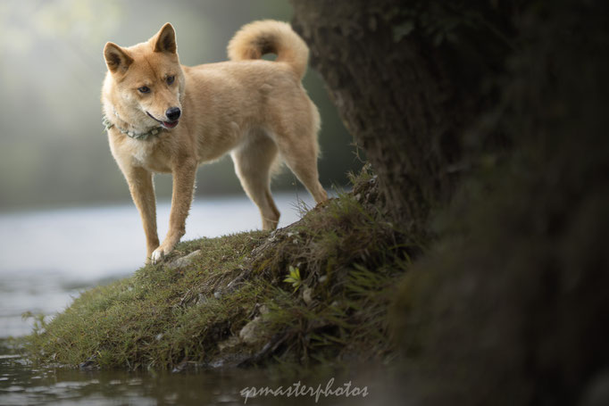 photographe canin cugnaux