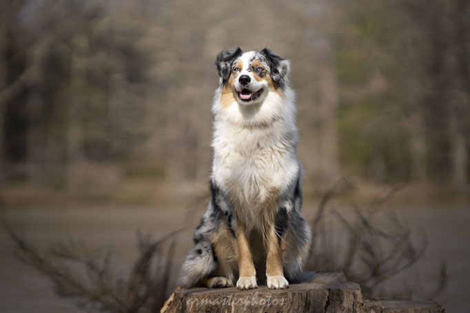 Photographe canin toulouse alentours
