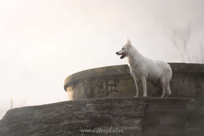  Auvergne-Rhône-Alpes : photos canin Berger Blanc Suisse au Parc de la Feyssine