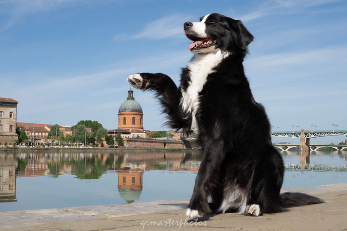 Photographe canin toulouse 2026