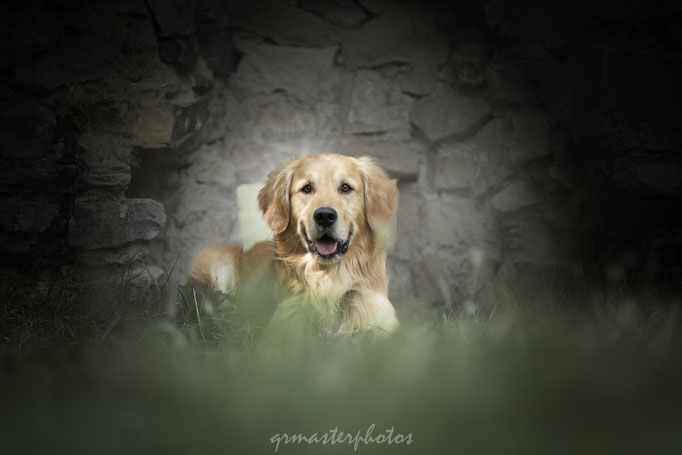 seance photo canin lyon