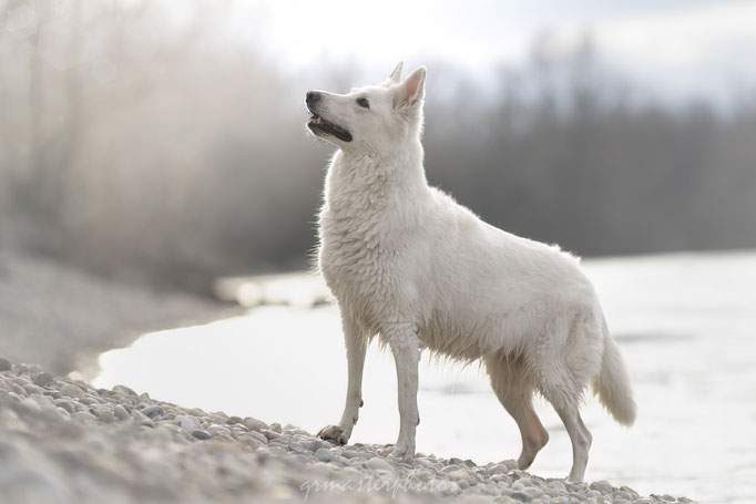  Auvergne-Rhône-Alpes : photos canin Berger Blanc Suisse au Parc de la Feyssine 
