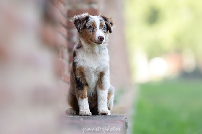 Occitanie : Seance photos canine dans Toulouse