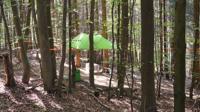 Baumzelt im Wald