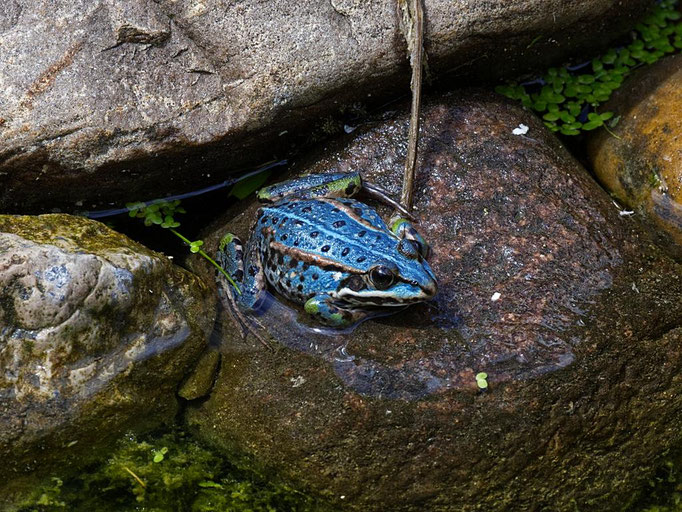 Andreas_Ege_2026_07_MoFo_DSC_4262_blauer_Frosch (Copy)