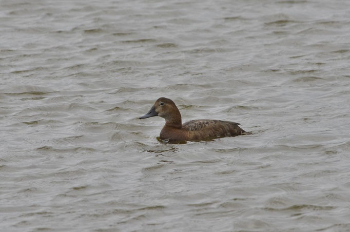 Fehmarn, SH 27.05.2014, Tafelente (Aythya ferina)