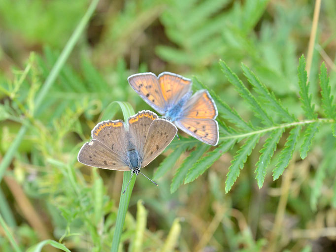 Münchehofe , Brandenburg 14.06.2014, Lycaena alciphron