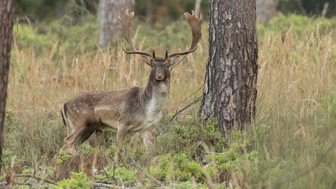 Damhirsch, Land Brandenburg November 2022