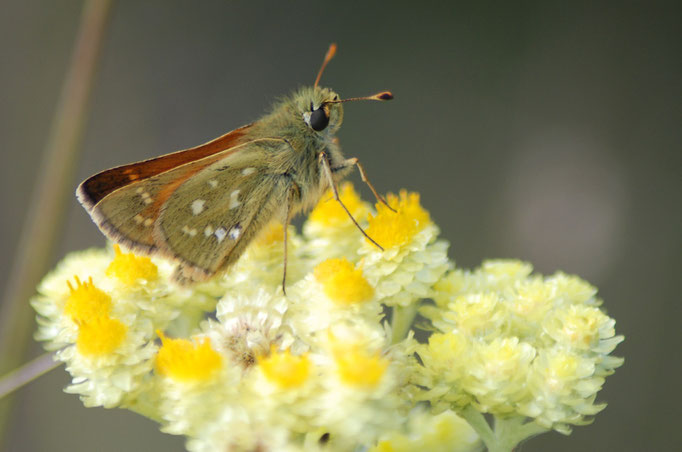 Wünsdorf, Brandenburg 01.08.2009, Hesperia comma