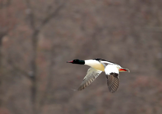 Lausitz, Sachsen 30.03.2013, Gänsesäger (Mergus merganser)