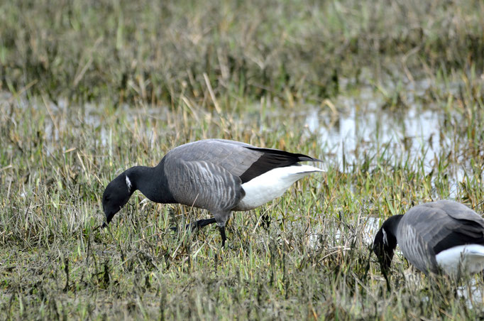 Umgebung Büsum, SH 01.05.2014, Ringelgans