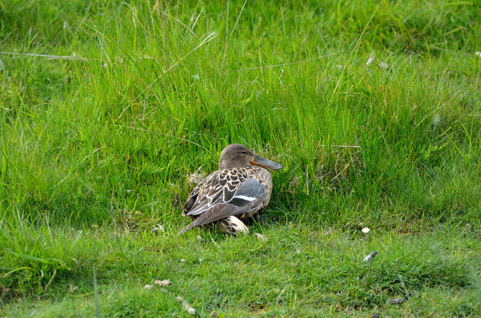 Umgebung Büsum, SH 02.05.2014, Löffelente (Anas clypeata)