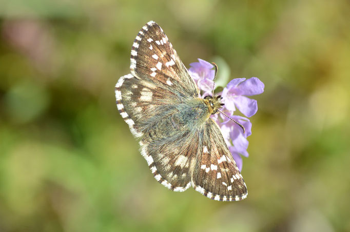 Ostalb, B-W 08.2014, Pyrgus cirsii 