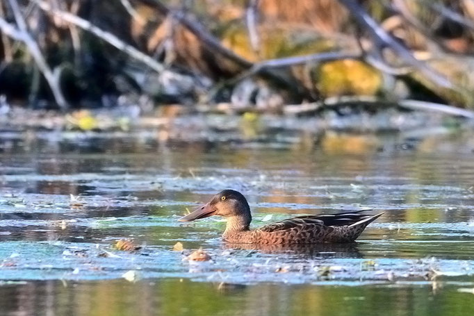 NEU Spreeau, Brandenburg 14.08.2015, Löffelente (Anas clypeata)
