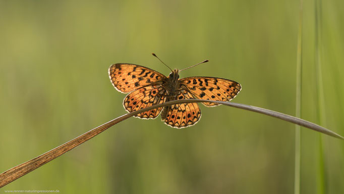 Braunfleckiger Perlmutterfalter, Land Brandenburg Mai 2022