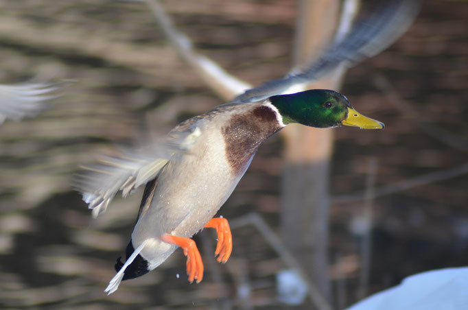 Wuhletal, Berlin 18.12.2010, Stockente (Anas platyrhynchos)