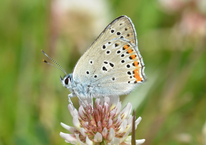 Münchehofe, Brandenburg 10.06.2012, Lycaena alciphron