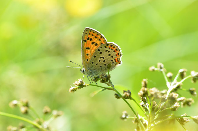 Templin, Brandenburg 07.06.2013, Lycaena tityrus