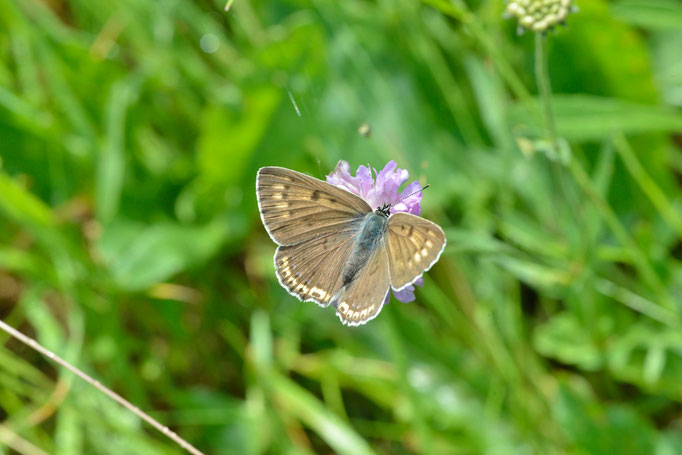 Münchehofe, Brandenburg 14.06.2014, Lycaena alciphron