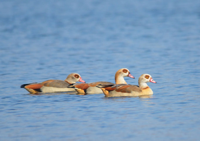 Peitzer Teiche, Brandenburg 09.03.2014, Nilgans