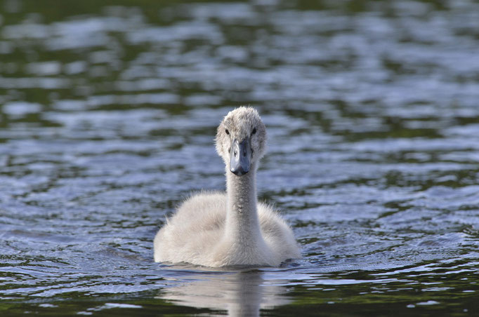 Wuhletal, Berlin 23.06.2014, Höckerschwan (Cygnus olor)