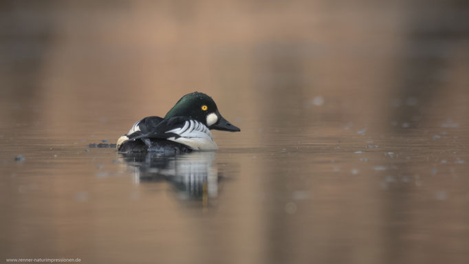 Land Brandenburg, 25.03.2018