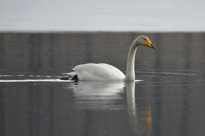 Oberlausitzer Seen-und Teichlandschaft, Sachsen 31.03.2013, Singschwan (Cygnus cygnus)