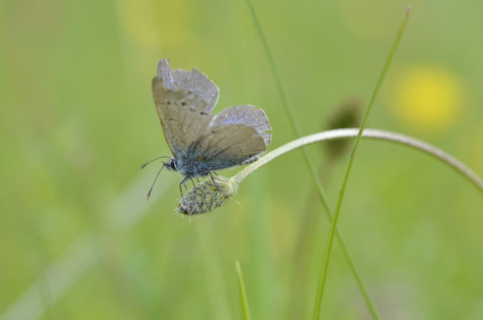 Thüringen 01.06.2014, Glaucopsyche alexis
