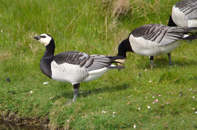 Umgebung Büsum, S-H 02.05.2014, Nonnengans (Branta leucopsis)
