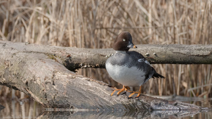Land Brandenburg, 25.03.2018