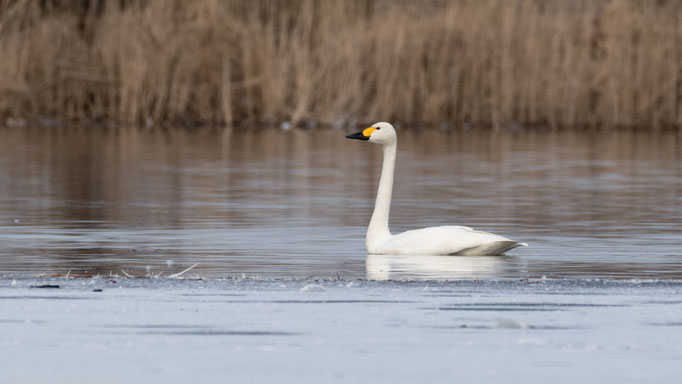 Land Brandenburg, Februar 2018