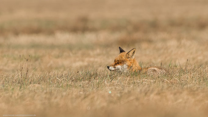 Rotfuchs, Land Brandenburg Mai 2022